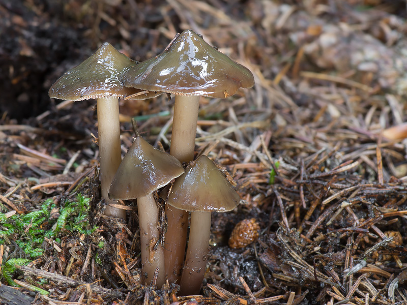 Phaeocollybia festiva